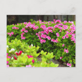 Kurume Azalea Briefkaart (Voorkant)