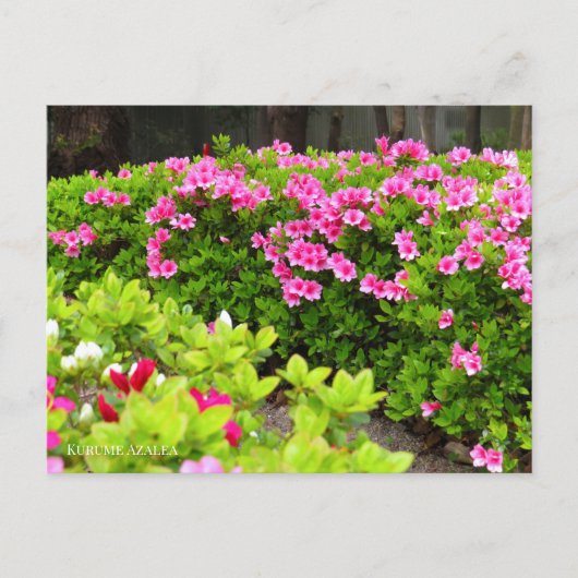 Kurume Azalea Briefkaart (Voorkant)