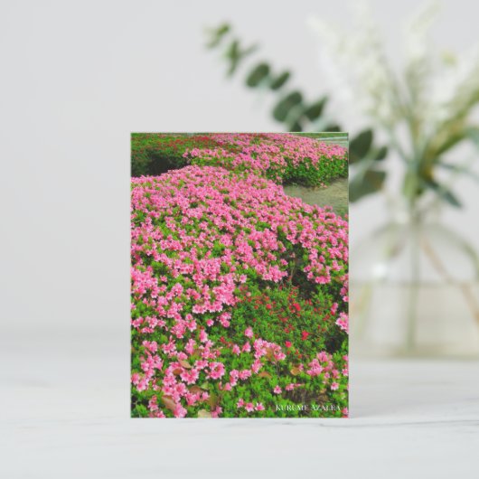 Kurume Azalea Briefkaart (Staand voorkant)