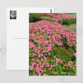 Kurume Azalea Briefkaart (Voorkant / Achterkant)