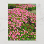 Kurume Azalea Briefkaart (Voorkant)