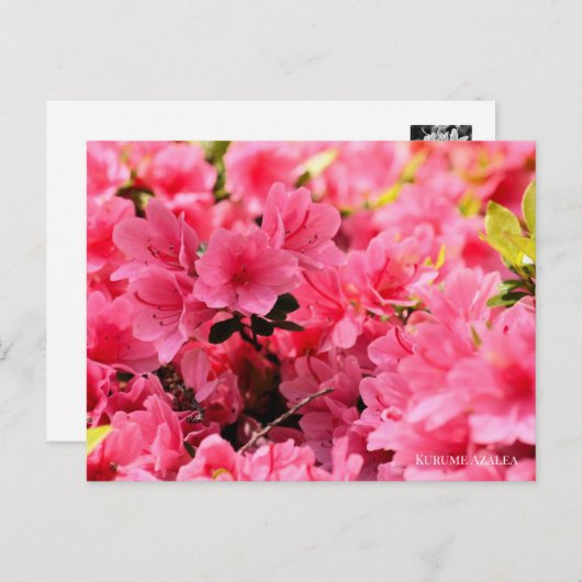 Kurume Azalea Briefkaart (Voorkant / Achterkant)
