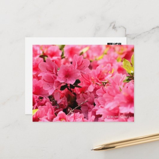 Kurume Azalea Briefkaart (Voorkant / Achterkant in situ)