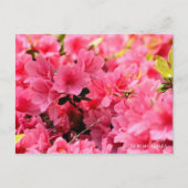 Kurume Azalea Briefkaart (Voorkant)