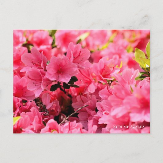 Kurume Azalea Briefkaart (Voorkant)
