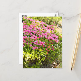 Kurume Azalea Briefkaart