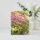 Kurume Azalea Briefkaart (Staand voorkant)