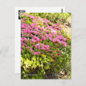 Kurume Azalea Briefkaart (Voorkant / Achterkant)