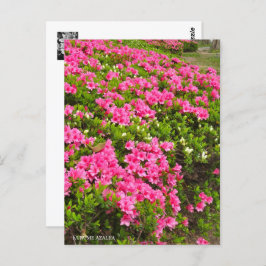 Kurume Azalea Briefkaart