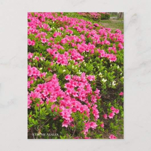 Kurume Azalea Briefkaart (Voorkant)