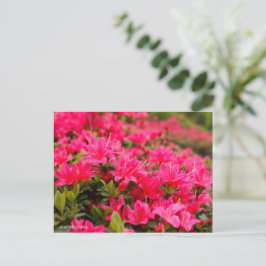 Kurume Azalea Briefkaart