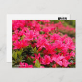 Kurume Azalea Briefkaart (Voorkant / Achterkant)