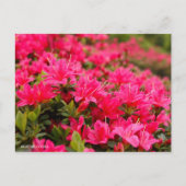 Kurume Azalea Briefkaart (Voorkant)