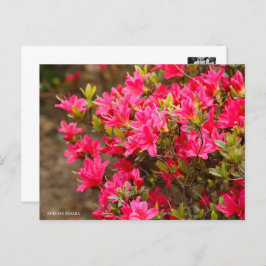 Kurume Azalea Briefkaart