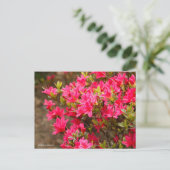 Kurume Azalea Briefkaart (Staand voorkant)