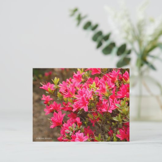 Kurume Azalea Briefkaart (Staand voorkant)