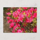 Kurume Azalea Briefkaart (Voorkant)
