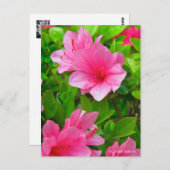 Kurume Azalea Briefkaart (Voorkant / Achterkant)