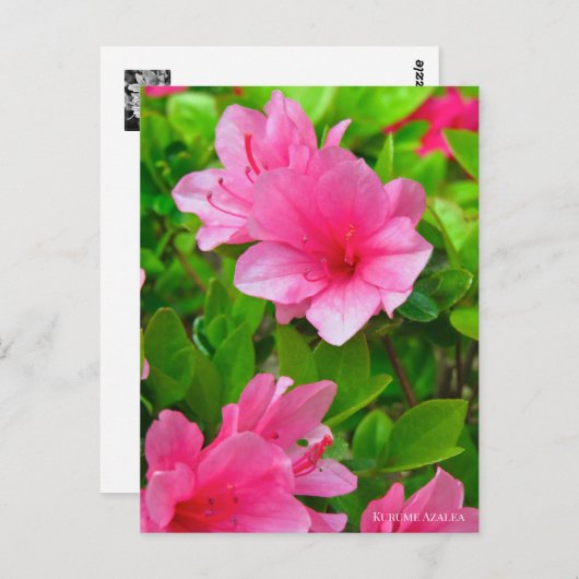 Kurume Azalea Briefkaart (Voorkant / Achterkant)