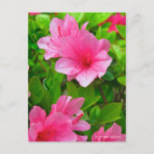 Kurume Azalea Briefkaart (Voorkant)