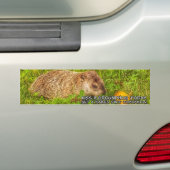 Kus een grondhog vandaag. Haal een rabiësschoten s Bumpersticker (Op auto)