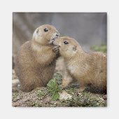 Kus me Quick Magnet (Voorkant)