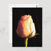 Kus of Rain Briefkaart (Voorkant / Achterkant)