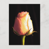 Kus of Rain Briefkaart (Voorkant)