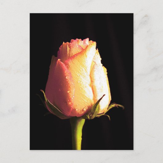 Kus of Rain Briefkaart (Voorkant)