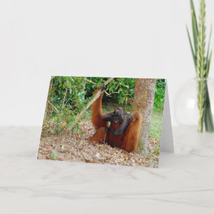 Kusasi, de Beroemde Koning van de Orangoetan bij Kaart