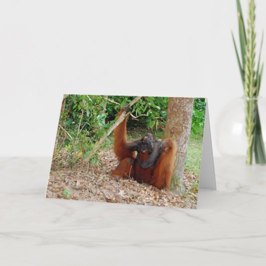 Kusasi, de Beroemde Koning van de Orangoetan bij Kaart (Voorkant)