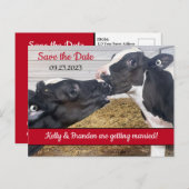 Kussen Kalveren Bruiloft Save the Date Briefkaart (Voorkant / Achterkant)