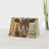 Kussen Koe Verjaardag Kaart (Voorkant)