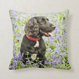 kussen met zwarte spaniel in blauwriemen