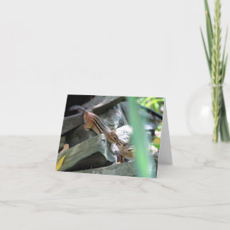 Kussende Aardeekhoorns Kaart