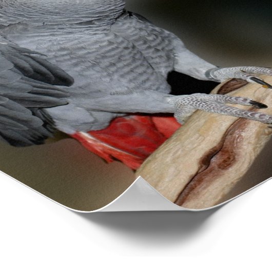 Kust African Gray Parrots Cute Bird Poster (Hoek)