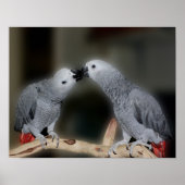 Kust African Gray Parrots Cute Bird Poster (Voorkant)