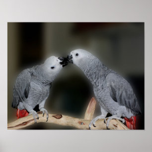 Kust African Gray Parrots Cute Bird Poster