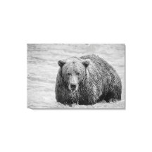 Kust Bruin Beer Zwart-wit Wildlife