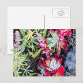 Kust Dudleya bij Point Reyes National Seashore Briefkaart (Voorkant / Achterkant)