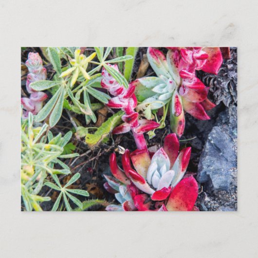 Kust Dudleya bij Point Reyes National Seashore Briefkaart (Voorkant)