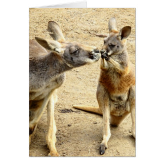 Kust Kangaroos