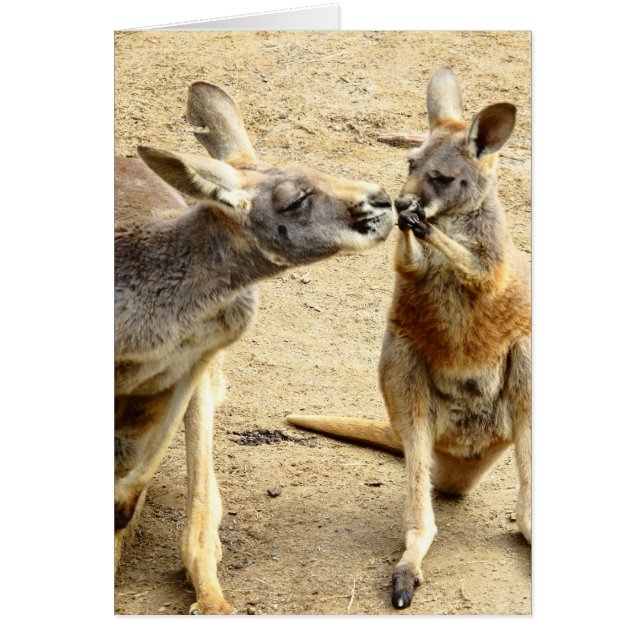 Kust Kangaroos (Voorkant)