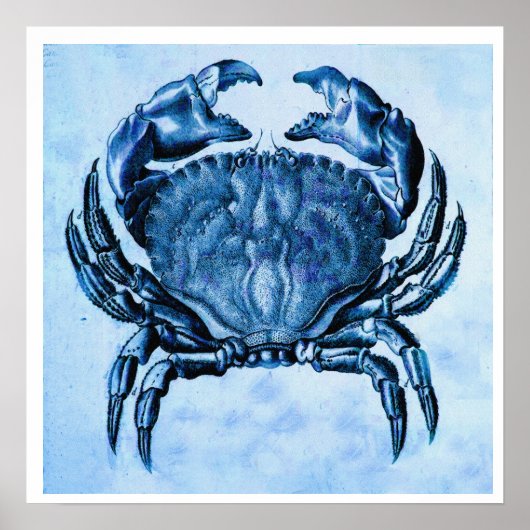 Kustafdruk —  blauwe krab poster (Voorkant)