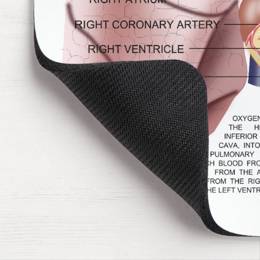 Kustanatomiemuispad Muismat (Hoek)