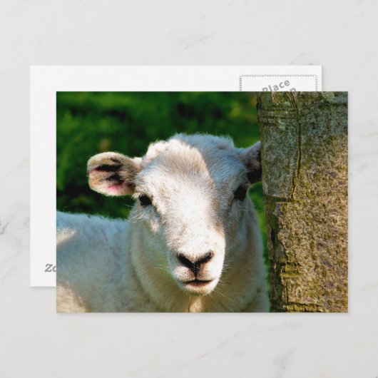 KUSTBEELDING BRIEFKAART (Voorkant / Achterkant)