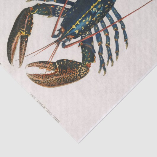 kustblauwe langoesten waterverf tissuepapier (Detail)