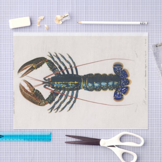 kustblauwe langoesten waterverf tissuepapier (Craft)