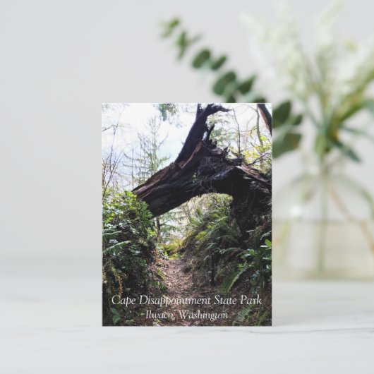 Kustbos, ontgoocheling Kaapverdië, WA Briefkaart (Staand voorkant)