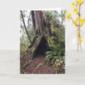 Kustbos, ontgoocheling Kaapverdië, WA Kaart (Gele Bloem)